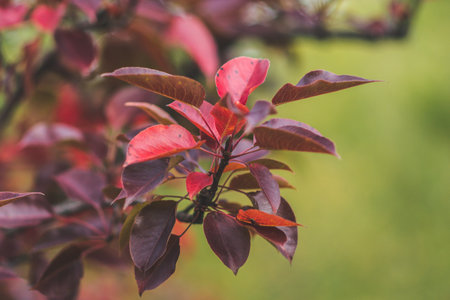 Close-up view of red leaves against blurred green background.の写真素材