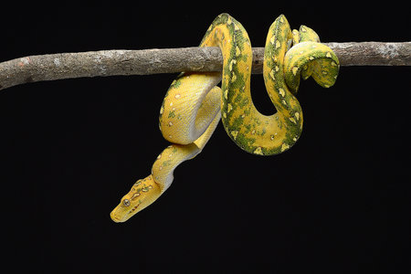 Juvenile Green tree python in black backgroundの写真素材