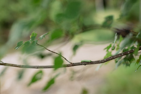 Cute little caterpillar inch worm on a branchの写真素材