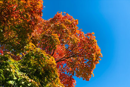 Green, yellow, and orange leaves against a blue sky.の写真素材