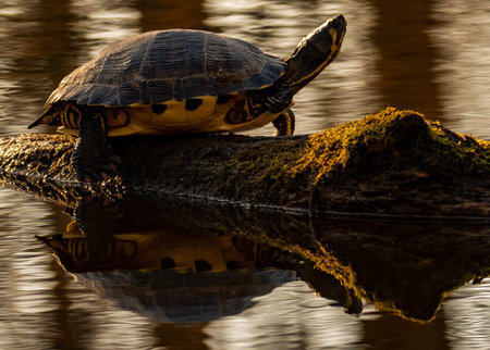 Peaceful turtle sunbathing on a logの写真素材