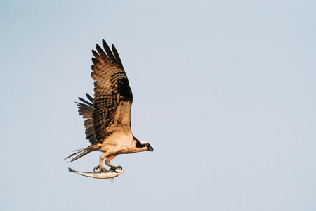 View from the side of an osprey carrying a salmonの写真素材