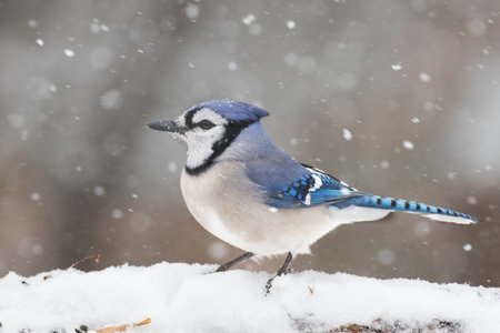 Blue Jay in the Snowの写真素材