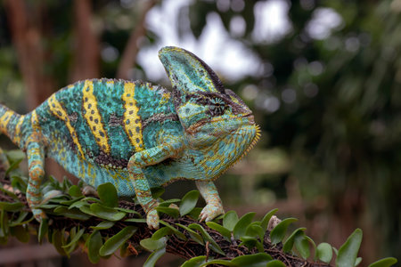 Green chameleon on tree branch, Veiled chameleon close upの写真素材