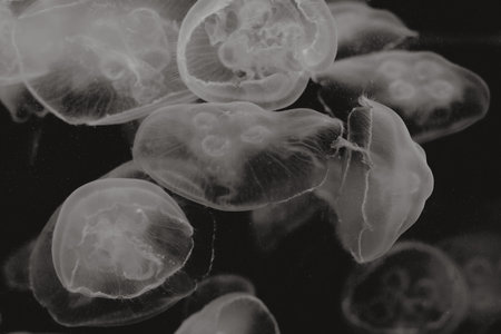 Black and white image of moon jellyfish floating through the waterの写真素材