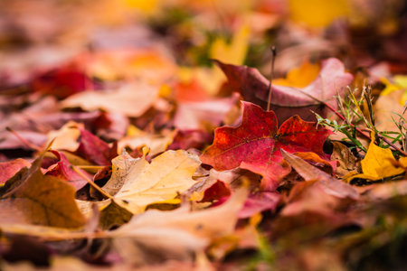 Close-up view of red, orange, yellow, and gold leaves on ground.の写真素材