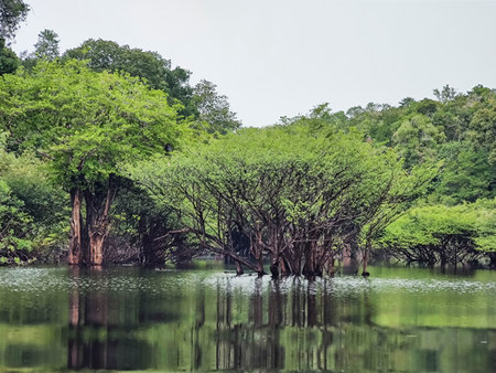 Beautiful view to Igapo Vegetation and reflections in amazon Negro River, Amazonas, Brazilの写真素材