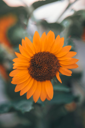 orange flower on a blue background sunflowerの写真素材