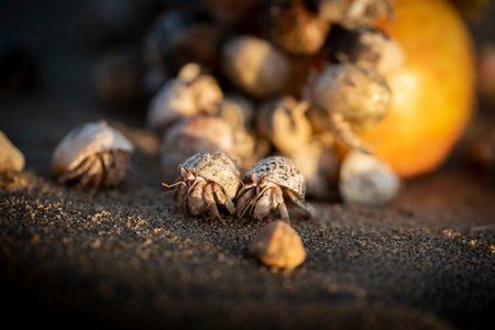 Hermit crabs walking away from food.の写真素材
