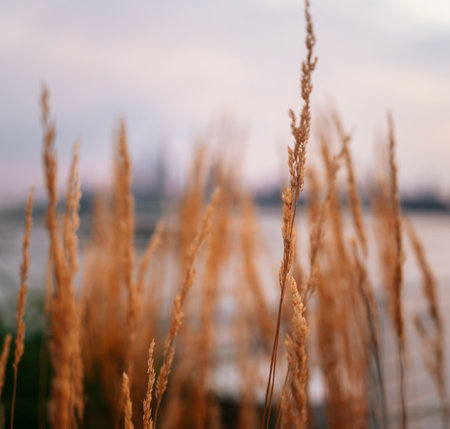 grass in the wind usaの写真素材