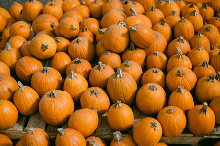 Many small orange pumpkins at the farmの写真素材