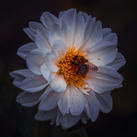 bee on the white flower in springtimeの写真素材