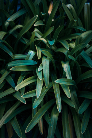 green plant leaves in the nature in springtime, green backgroundの写真素材