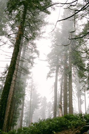Vertical shot of trees in fogの写真素材