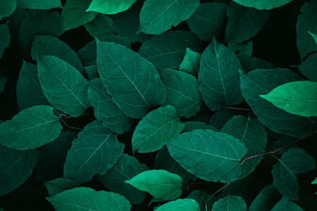 green plant leaves in the nature in springtime, green backgroundの写真素材