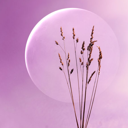 flower plant silhouette in springtime and sunset backgroundの写真素材