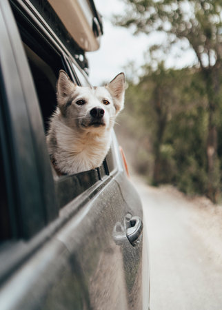 Happy dog with head out of car windowの写真素材