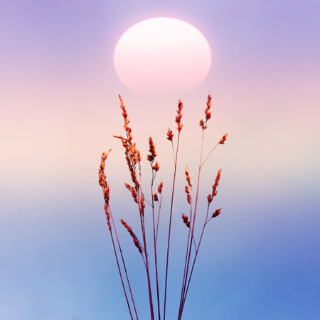 flower plants and romantic sunset background in summertimeの写真素材