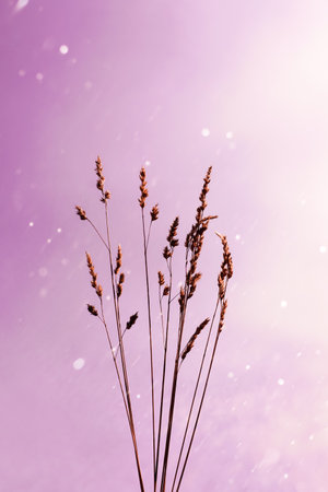 flower plants and romantic sunset background in summertimeの写真素材