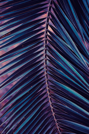blue palm tree leaves, blue backgroundの写真素材