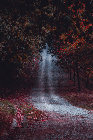 road in the forest, autumn leaves and autumn colorsの写真素材