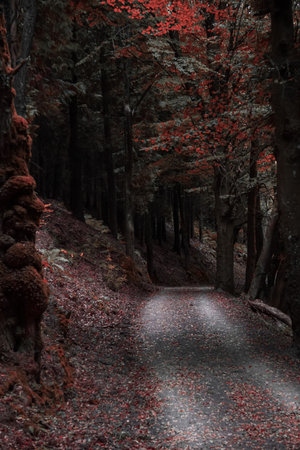 road in the forest, autumn leaves and autumn colorsの写真素材