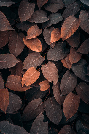 brown plant leaves in the nature, autumn leaves and autumn colorsの写真素材