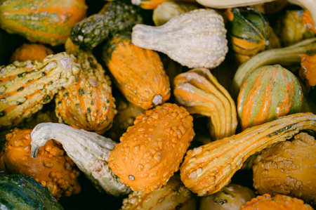 Orange, yellow and white gourdsの写真素材