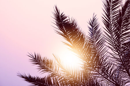 palm tree leaves and romantic sunset background, tropical climateの写真素材