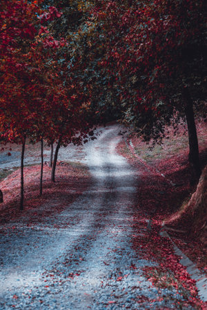 road in the forest, autumn leaves and autumn colorsの写真素材