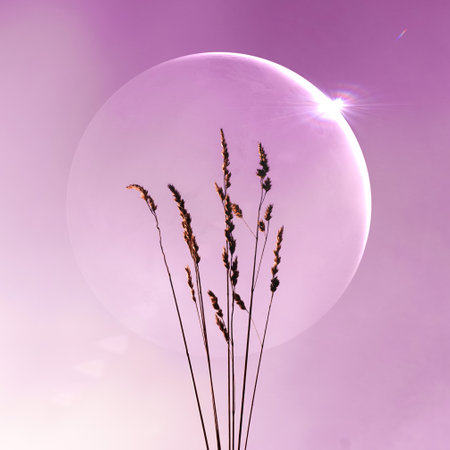 flower plant silhouette in springtime and sunset backgroundの写真素材