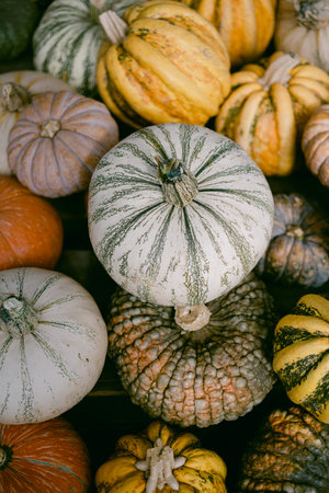 Colorful pumpkins at the farmの写真素材