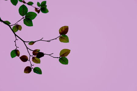 tree leaves in autumn season, pink backgroundの写真素材