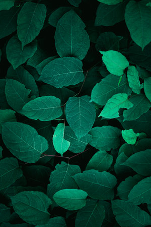 green plant leaves in the nature in springtime, green backgroundの写真素材