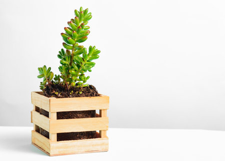 Beautiful pot of a succulentの写真素材