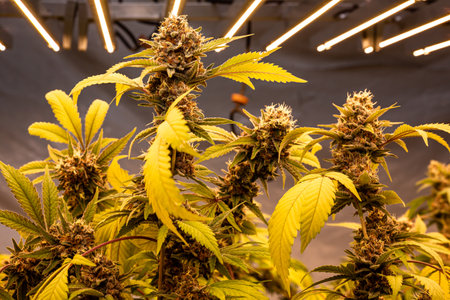 Premium indoor Cannabis bud being grown under LED lightsの写真素材