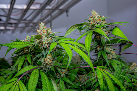 Premium indoor Cannabis bud being grown under LED lightsの写真素材