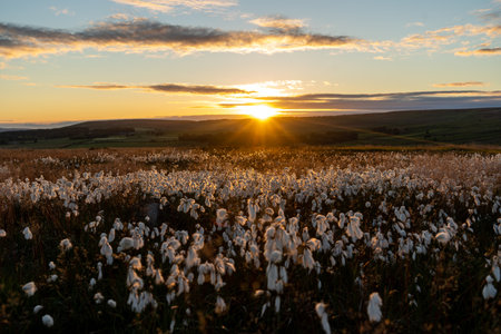 Cotton Grass infused with a setting sun on moorland in Yorkshire, UKの写真素材