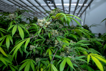 Premium indoor Cannabis bud being grown under LED lightsの写真素材