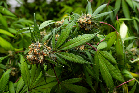 Premium indoor Cannabis bud being grown under LED lightsの写真素材