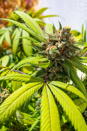 Premium indoor Cannabis bud being grown under LED lightsの写真素材