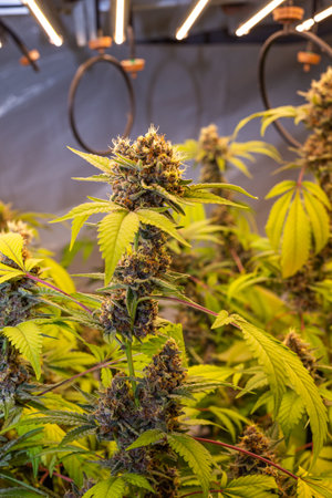 Premium indoor Cannabis bud being grown under LED lightsの写真素材