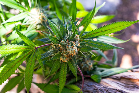 Premium indoor Cannabis bud being grown under LED lightsの写真素材