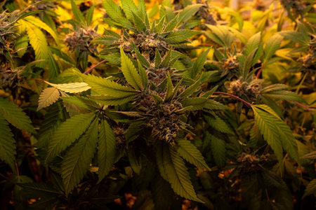 Premium indoor Cannabis bud being grown under LED lightsの写真素材