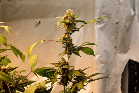 Premium indoor Cannabis bud being grown under LED lightsの写真素材