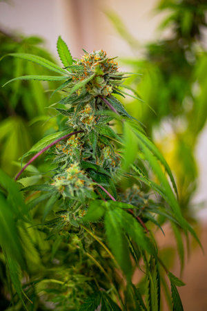 Premium indoor Cannabis bud being grown under LED lightsの写真素材