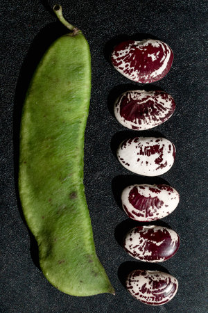 Lima beans (Phaseolus lunatus) on a dark background.の写真素材