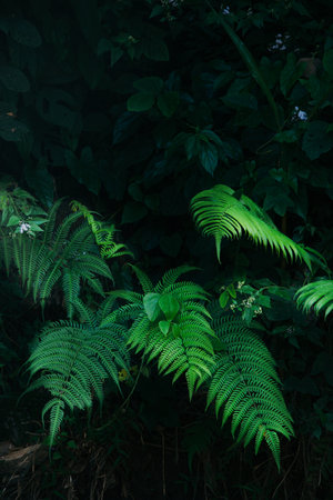 fresh bright fern leaves in dark forest backgroundの写真素材