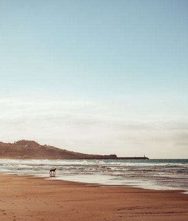 a dog near the sea on a beachの写真素材