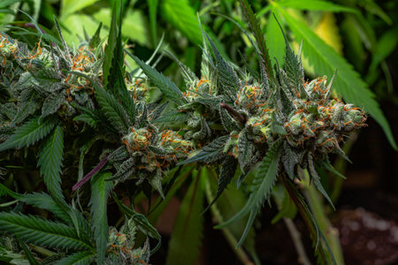 Premium indoor Cannabis bud being grown under LED lightsの写真素材
